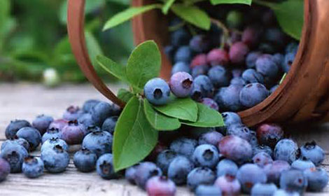 Blueberries Blueberries